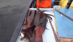 Cảnh câu mực khổng lồ ngoài đại dương, thấy mà ham